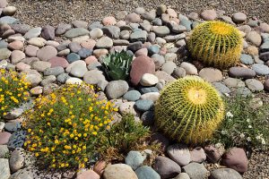 Cactus et plantes fleurs jaunes sur gros cailloux